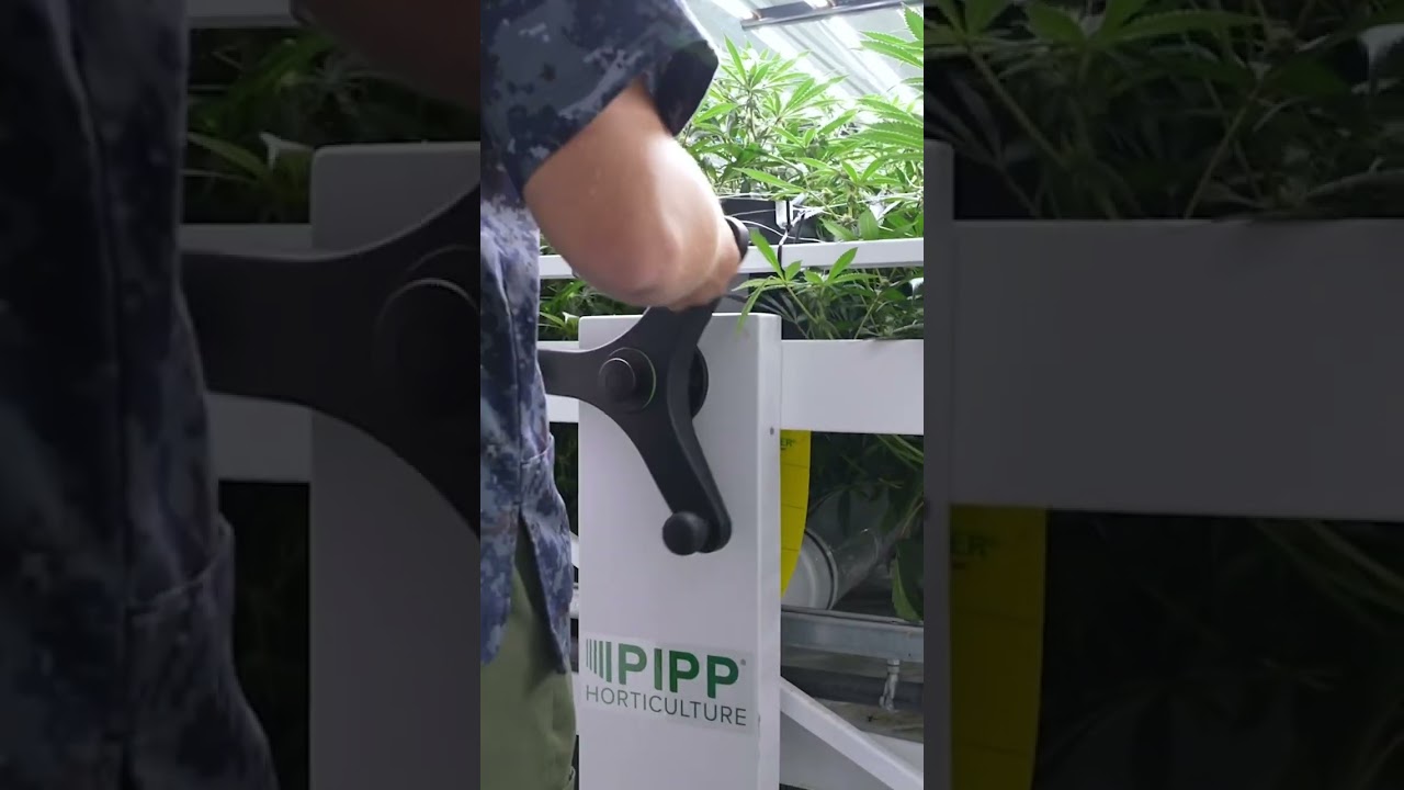 Curaleaf’s mission is to provide patients with quality cannabis for their health and wellness .😌