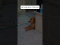 #pets #dog #shorts #cute