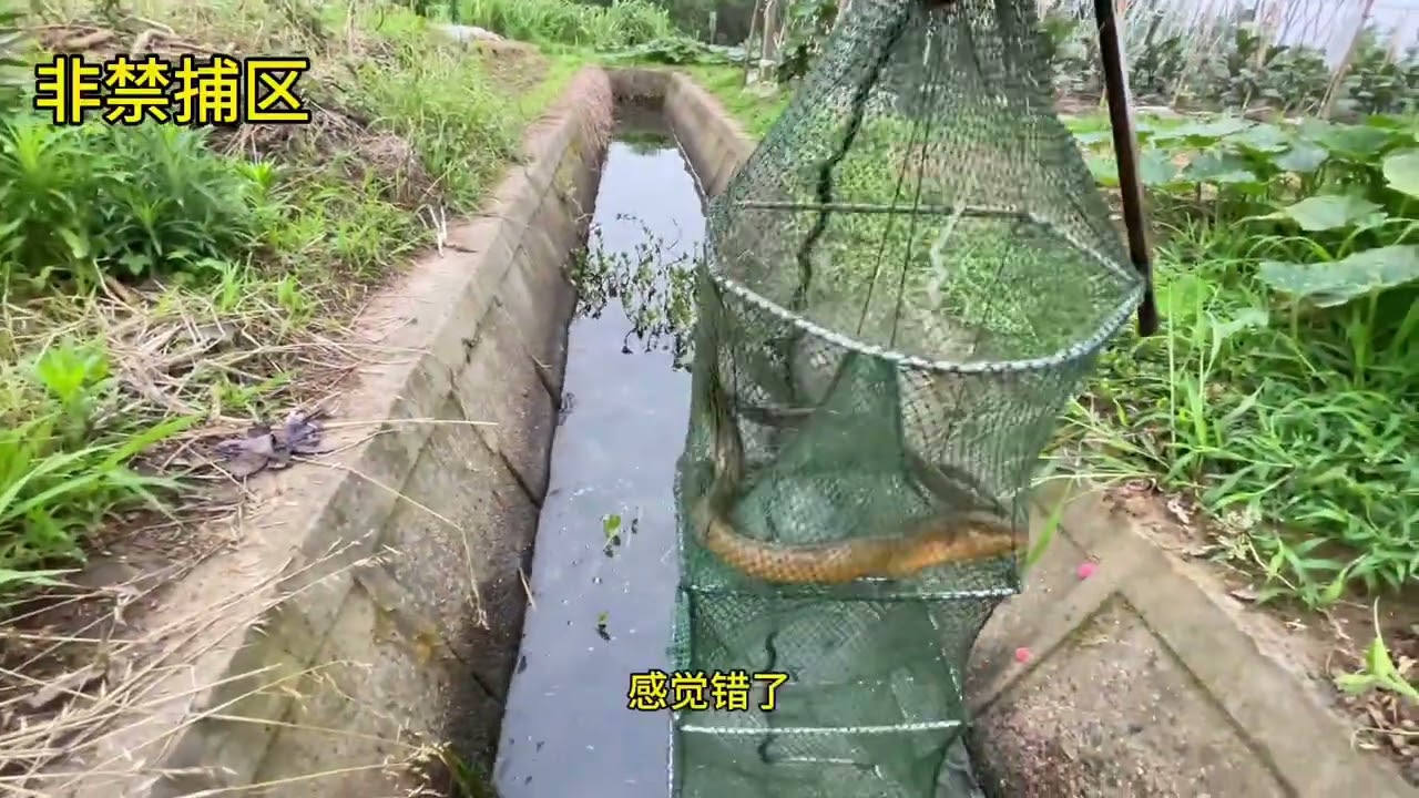 明天后天请假，今天晚上来这里钓黄鳝。 #真实户外  #野生黄鳝  #抓黄鳝  #逮鱼摸虾  #今天的收获