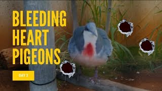 中槍的鴿子🐦 超好吃poke宵夜 | 跟我一起去夏威夷 | HiBarbie