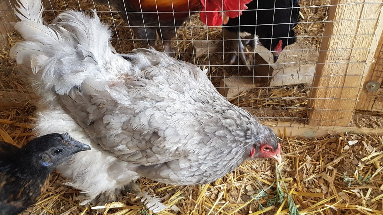 Toyuq ve cucelerde ag /  yashil panos - mualicesi