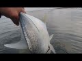 SARAP NG LABAN|SHORE CASTING|SHIMANO|HYDRA|ASI TACKLE SHOP|TREVALLY|MANANABAS