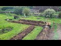 Potato drills  growing the old irish way