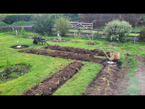 Potato drills - growing the old Irish way