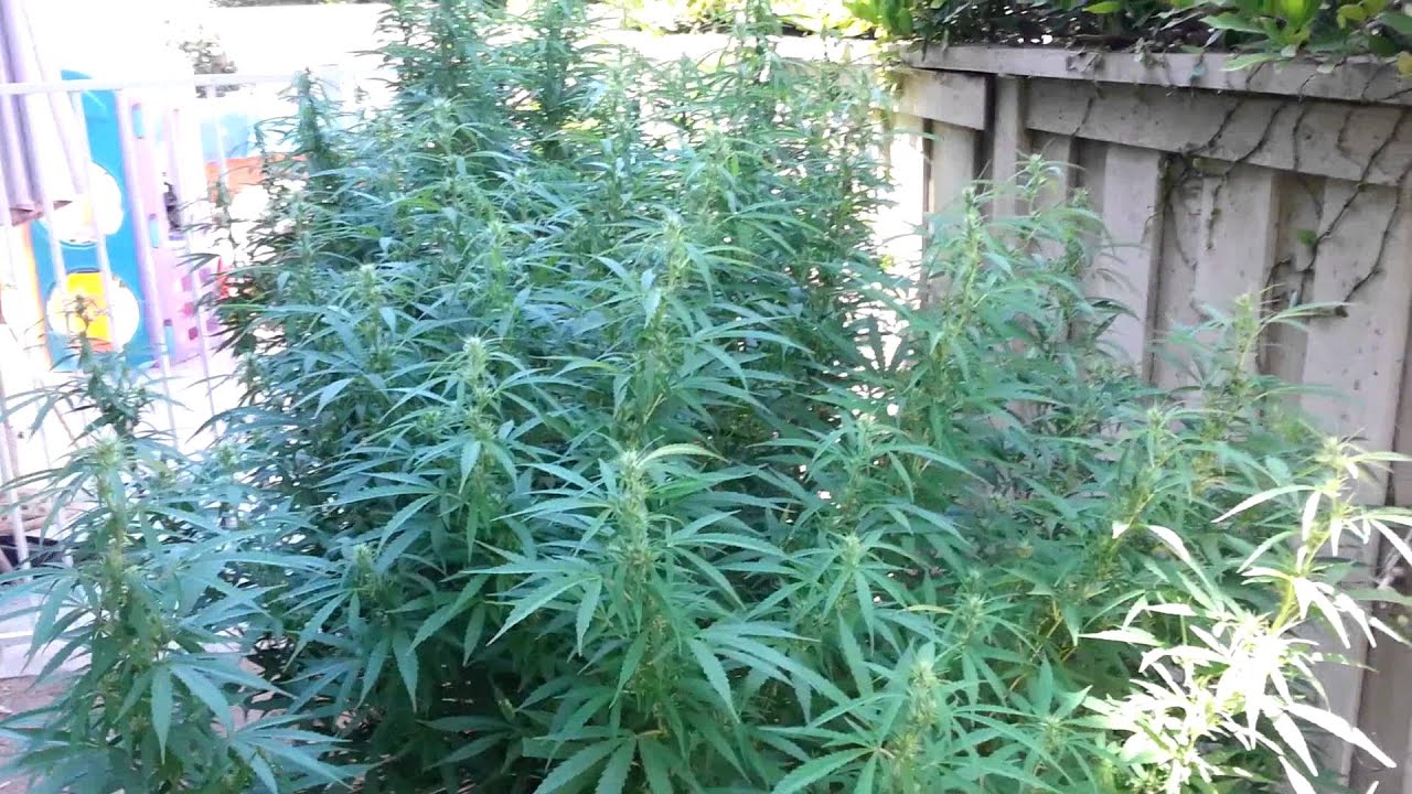 DNA Genetics - Hash Plant Haze & More 2013 Outdoor Grow Part 5