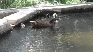 Primogenitos de  ánade o pato común primavera 2012 (Anas platyrhynchos) en la cabaña Ana- Luz