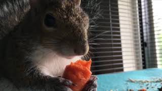 Seymour Likes Healthy Foods Too 😋
