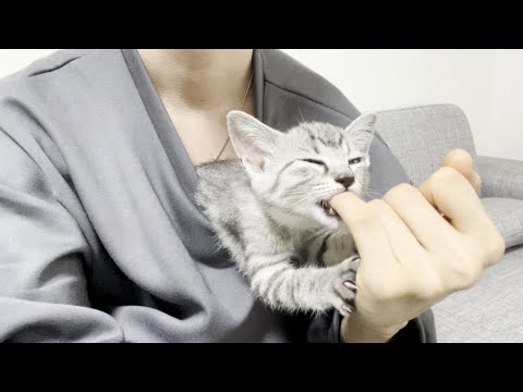 飼い主の指が好きすぎておかしくなっちゃった子猫