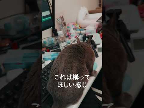 家にパパだけになるといつもこうなる猫 #shorts