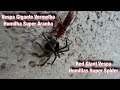 Final Battle: Giant Wasp Vs Super Spider