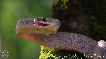 محمد اللحيدان سورة سبأ