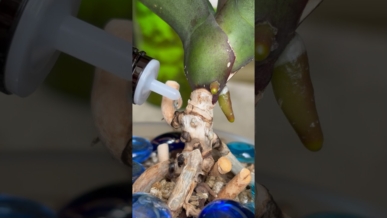 За месяц орхидея смогла нарастить корни благодаря хлоргексидину!