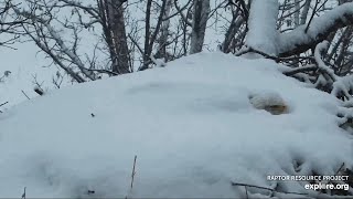 Decorah North Nest~Decorah NF shakes off the snow blanket~2021\/02\/21
