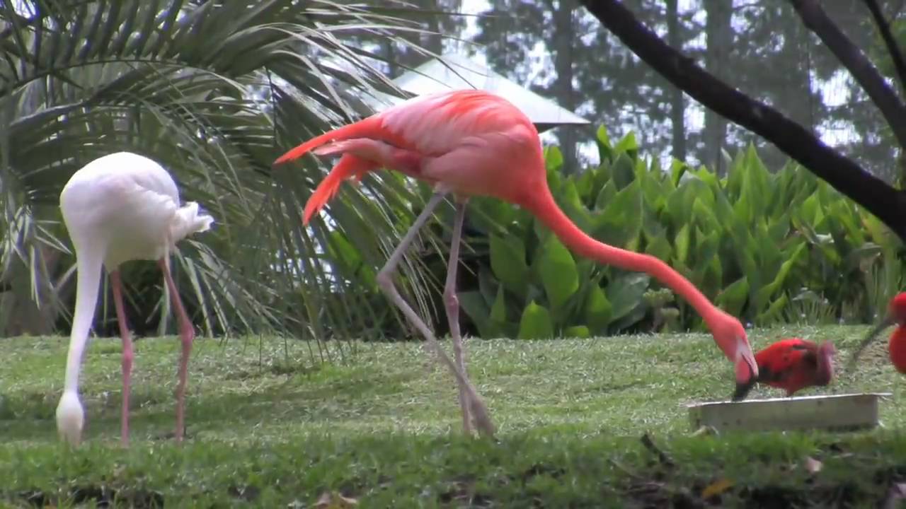 Birds Of Eden In The Crags On The Garden Route Of South Africa