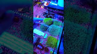 green star polyps