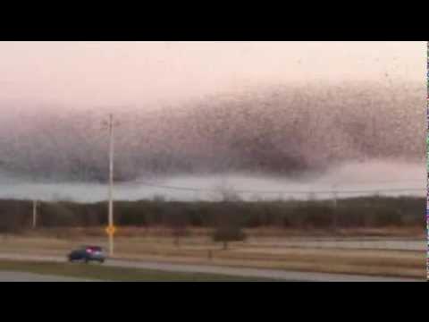 Congregation of the birds - Memphis, TN - YouTube