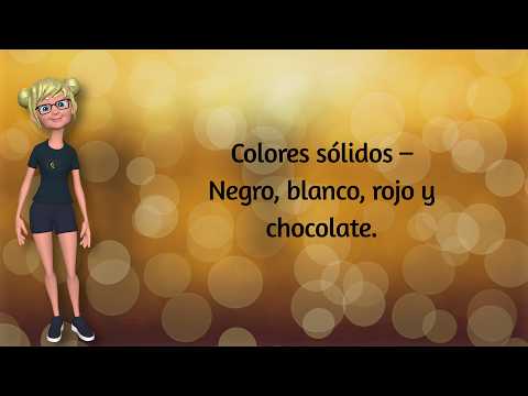 Video sobre la sorprendente variedad de colores y patrones en la piel del gato Sphynx