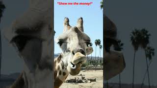 funny moments in San diago zoo safari park! awesome expressions of animals! fun! weekend trip!