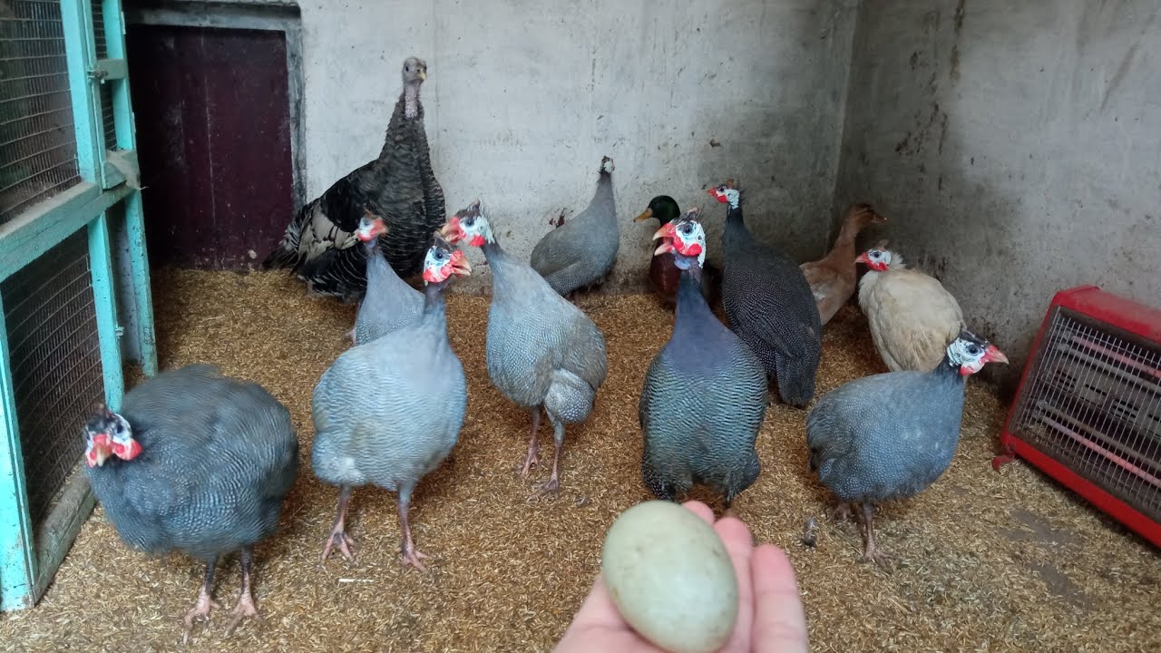 Дикая утка снесла первое яйцо! - YouTube