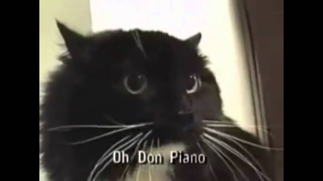 Oh Don Piano (Talking Cat with Subtitles) 