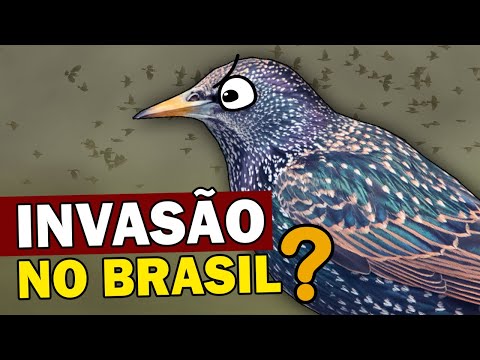 Vídeo: Quem trouxe estorninhos para a América do Norte?