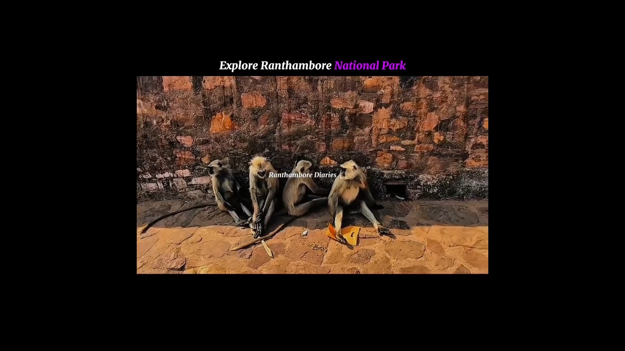 “रंथम्भोर — प्रकृति का राज।”   #IndianWildlife #TravelIndia #AdventureDiaries #Ranthambore