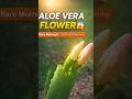 Aloe Vera Flower 😱 | Rare Moment You Must See! #shorts #plants #alovera #flowers #youtubeshorts