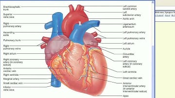 Chapter 18 - Heart Part 1
