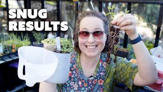 Winter Sowing Snail Jug REVEAL | Unexpected Snug Results! 🐌🌱