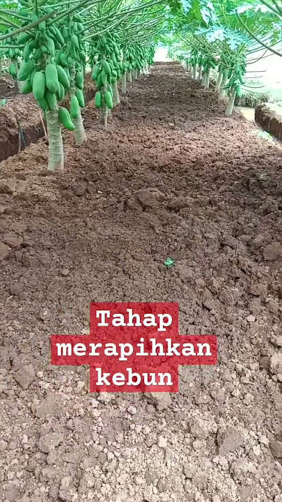 tahapan jelang panen merapihkan bedengan kebun pepaya shari dpt 30mtr #pepayacalifornia #petanimuda
