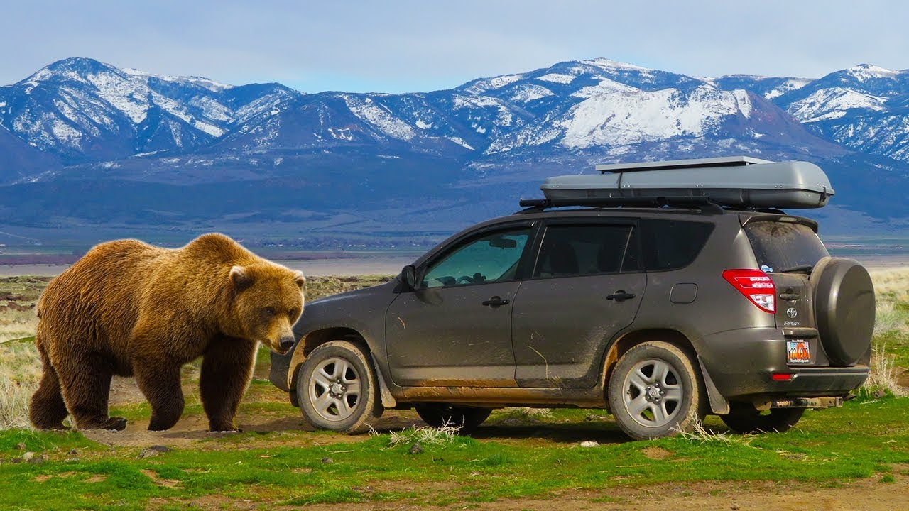 Can Bears Smell Food In A Cooler In A Car?