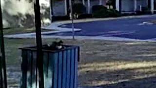 Crazy-Ass Squirrel