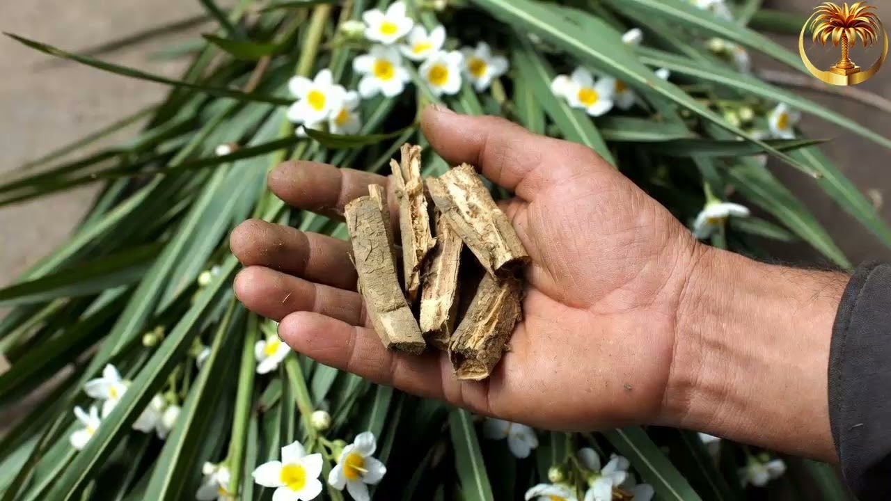 فوائد القسط الهندي المذهلة السر الطبيعي الذي ذكره الرسول ﷺ (دليل شامل 2026)🌿