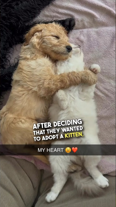 This cat and dog are best friends 😭❤️
