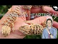 Baby Bearded Dragons - The WORST Thing About Breeding Reptiles