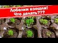 Лобелия взошла, что делать? Как вырастить хорошую рассаду лобелий?