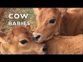 BABY COWS PLAYING LIKE SCHOOL KIDS AGAIN