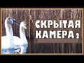 Кот Вилли и мышь амфибия. Скрытая камера 2.