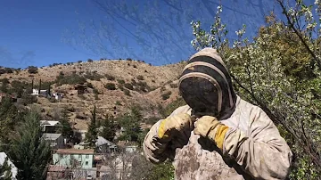 Bisbee Bees - killer AZ problems