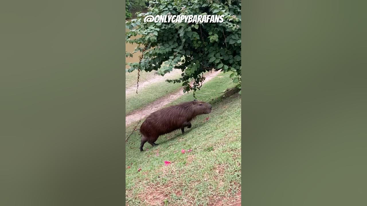 A CAPIVARA É O BICHO MAIS LEGAL - ANIMAÇÃO (@cartoonsbiel8538) 