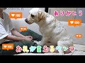 ありがとう。教えて無いのに可愛いお礼をするワンコ🐾Thank you