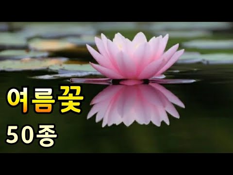 여름꽃 종류 아름다운 여름꽃과 꽃말 50종 Beautiful Summer Flowers 여름에 피는 꽃 알아보기 