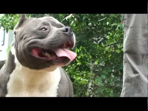pitbull heaven quad b kennels featuring prada youtube