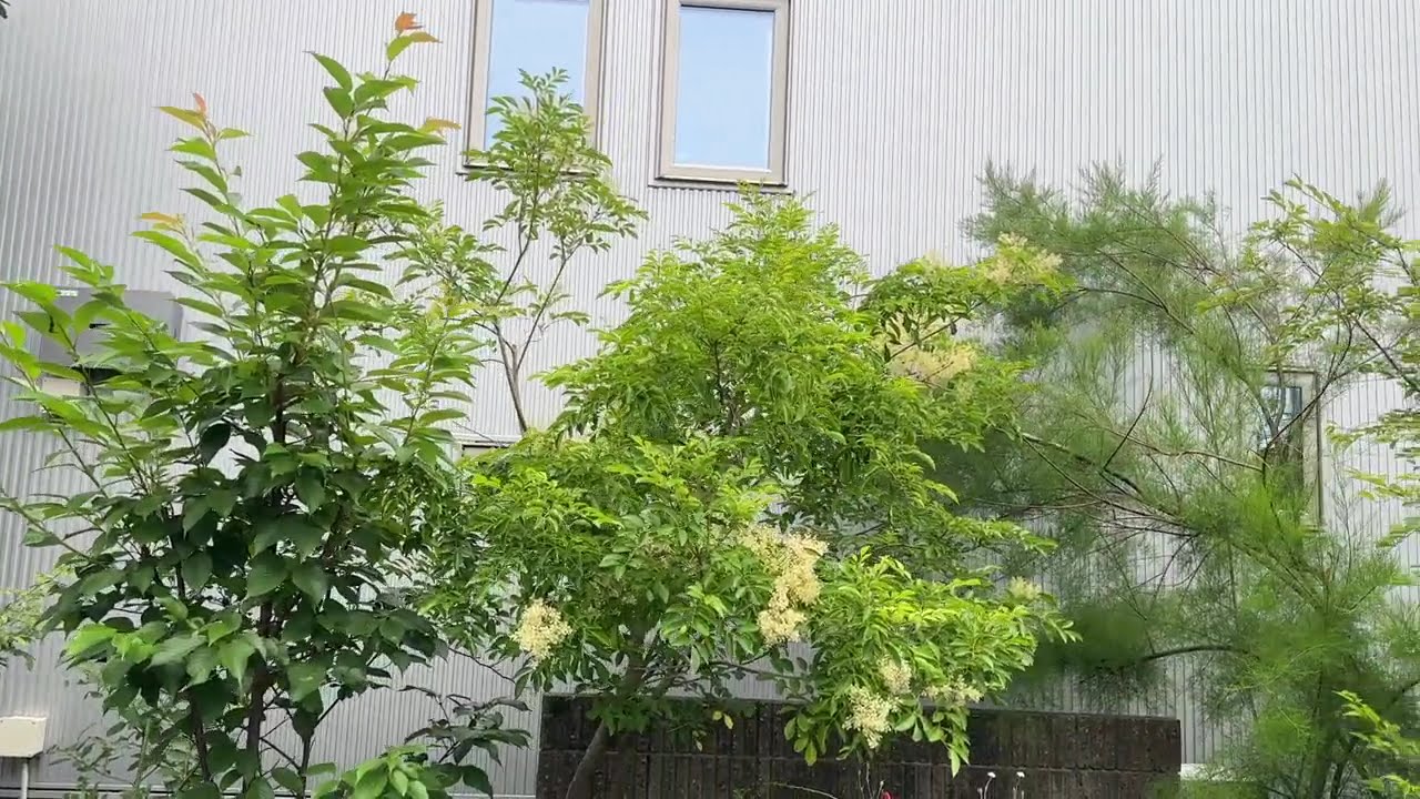 2026 庭の樹木 - YouTube