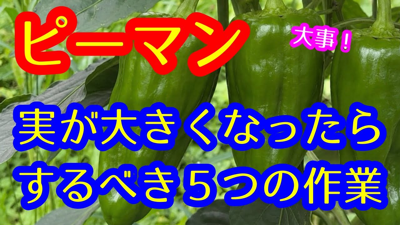 ピーマン】今からが最盛期！ピーマンができ始めたら、さらに大きくする