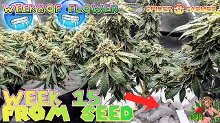 Sponsored Week 8 Flower Ice Flush Week 11 ilgm Sweet Mix Auto Flowers SPIDER FARMER 2x4 4x4 GROW
