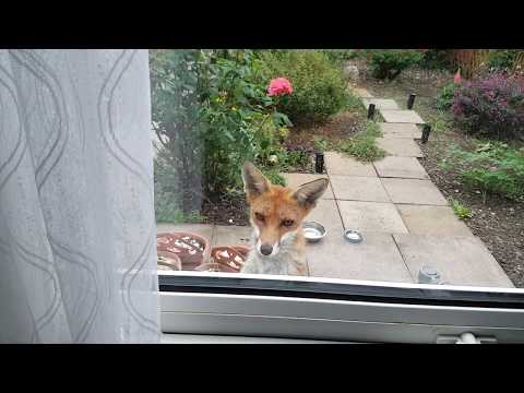 Fox at my window