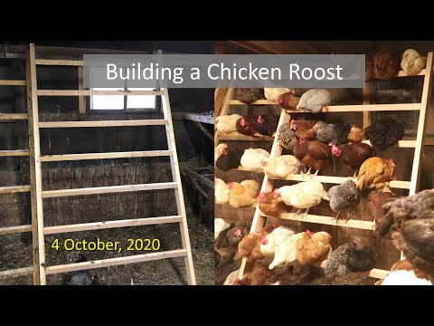 Videó: Csináld magad süllő csirkéknek. Hogyan készítsünk süllőt csirkéknek?