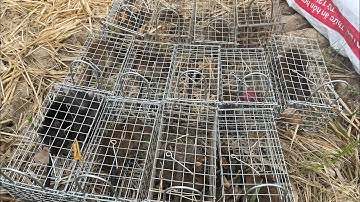 #Đặt Bẩy Chuột Cống Nhum và Cách Trộn Mòi Hiệu Quả Nhất Khi Mùa Khô Kéo Dày