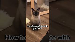 That face!And not a single thought behind it!#shorts #shortvideo #shortsfeed #siamese #cat